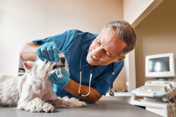 Best Emergency Dental Care for Abscessed Tooth in Brodheadsville, PA